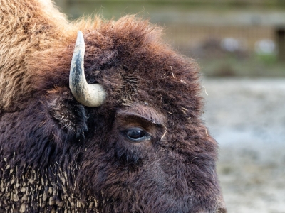  Amerikaanse bizon - De Zonnegloed - Dierenpark - Dieren opvangcentrum - Sanctuary